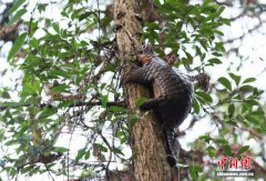 协同发力 广东绘就绿美保护地生态和谐新图景