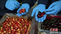 2025/2026年上海口岸海运智利樱桃进口季启幕